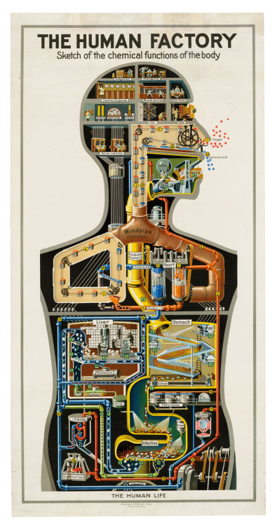  Fritz Kahn (1888-1968) - The Human Factory: Sketch of the Chemical Functions of the Body. Stuttgart