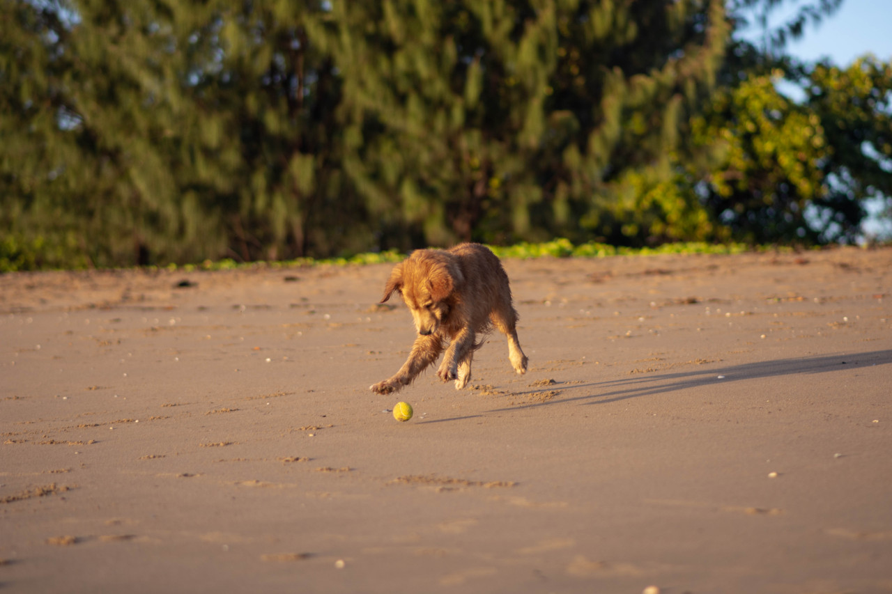 he was pouncing after this tennis ball like a kitten 