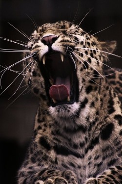 Roar