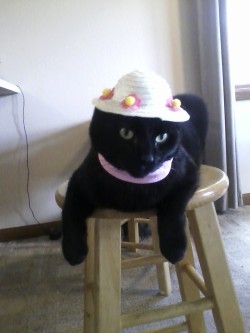 thecutestofthecute:  My cat is a fashionista