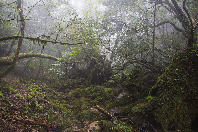 90377:  Shiratani_Yakushima. by Sergio Rozas on Flickr.