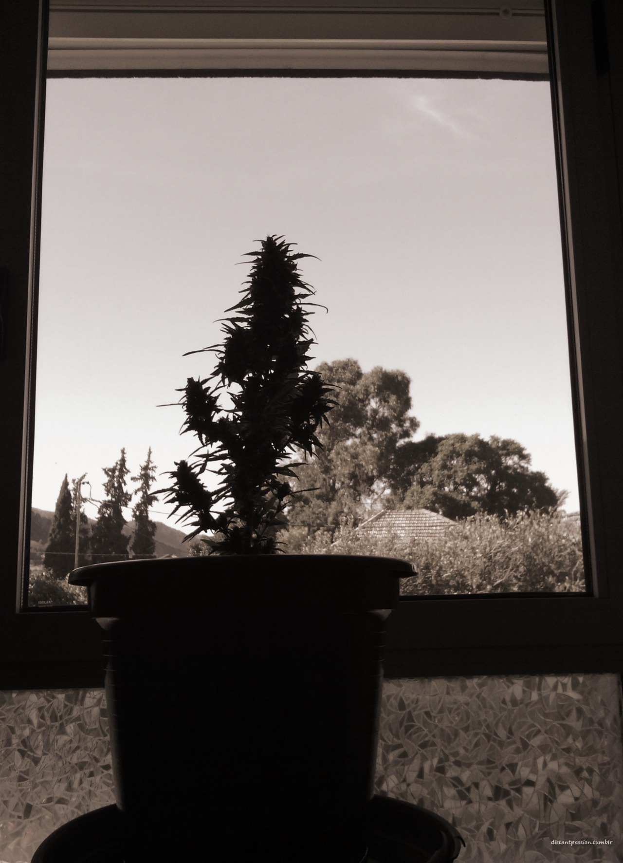 distantpassion-deactivated20170:  Atrapada tras la ventana…(trapped behind the