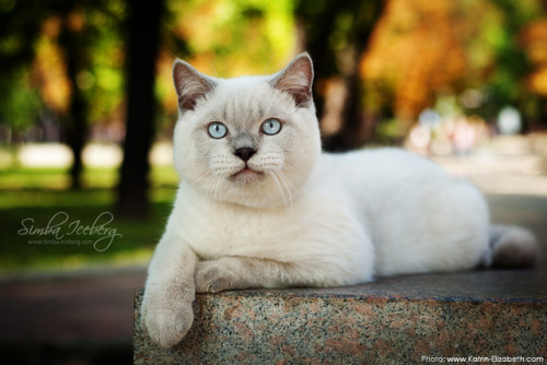 The most photogenic cat ever! My chubby boy Benedict ❤️ © “SimbaIceberg” cattery