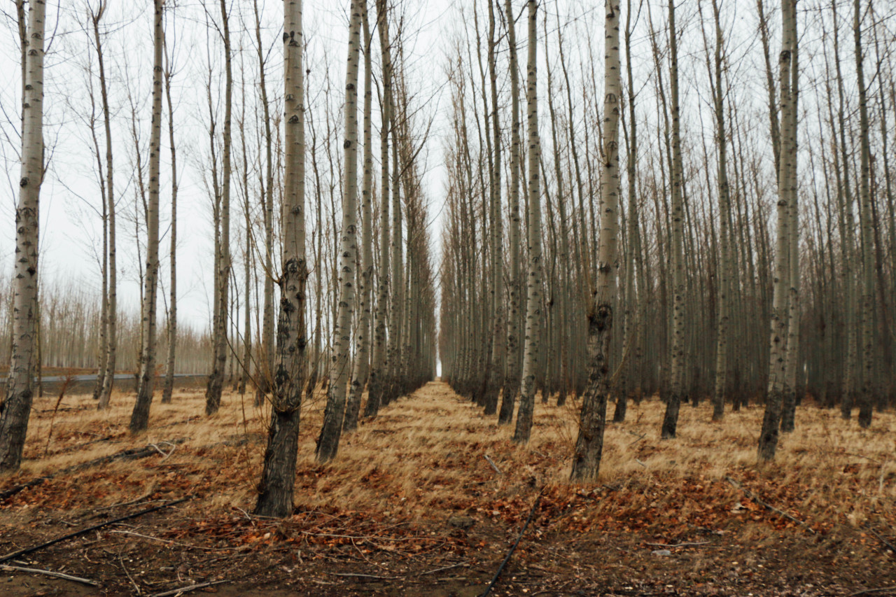 lambgriffin:  The Famous Tree Farm. (Oregon) © 2014 Griffin Lamb Photography 