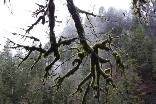 mypubliclands:  Happy Birthday, Elkhorn Creek - 18 years in the National Wild and Scenic Rivers System! Elkhorn Creek, near Salem, Oregon, includes 5.8 miles of ‘wild’ river area and a smaller segment of 0.6 miles of ‘scenic’ river area. Wild