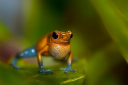 animalgazing:  Strawberry Poison Dart Frog by Supervliegzus on Flickr.   //  // ]]>