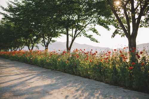 2022-05-21Opium PoppyCanon EOS R3 + RF50mm f1.2L