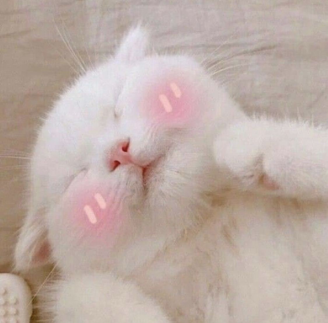 ⭏ :: ᵎ 💒 ٠ِ٘ٓ៹ cute cat icons ҂ ̖́