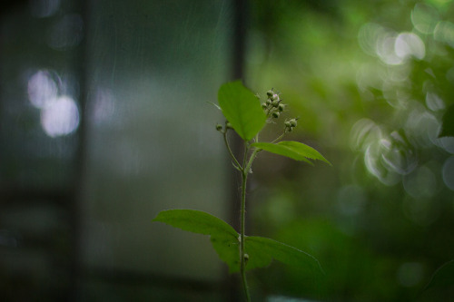 kenmarten:Abandoned Glasshouse, Wales (part 2)