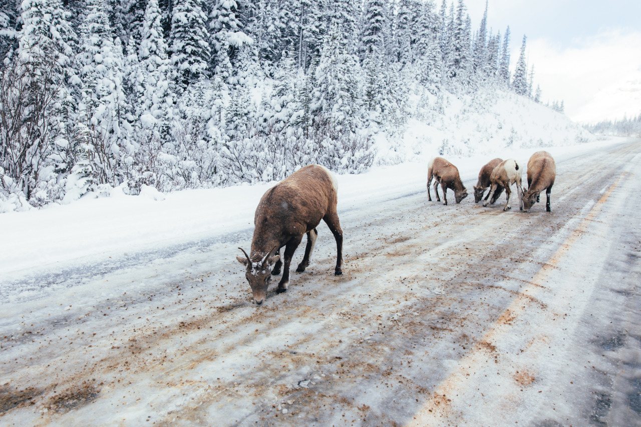 behindthesehazeleeeyeees:  brianfulda:  First snow in the Canadian Rockies.Banff