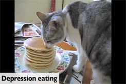 pikman:  pleatedjeans:  Single cats on Valentines Day [watch the video]  The hiding