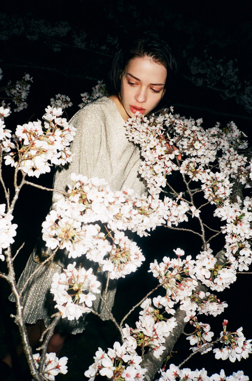 phorbidden:  Upon a tree, beneath the full bloom by Masaaki Sasaki 