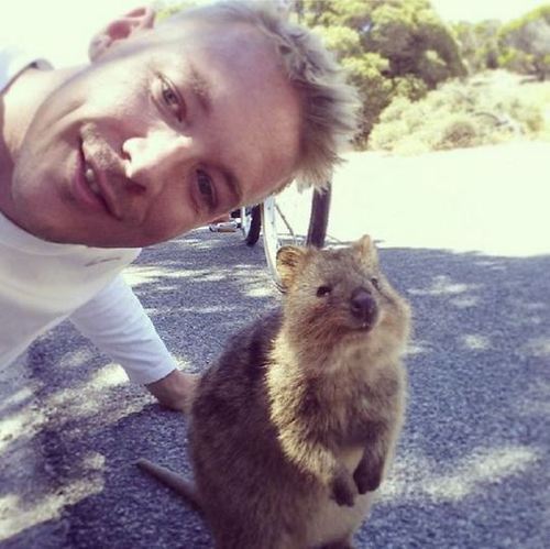 grimphantom:pizzaismylifepizzaisking:i-might-be-misha:this is the quokka its the happiest animal ever its always smilingeven when its asleepit might be one of the cutest marsupials in the worldi mean look at that faceso preciousHe’s really happy…..someone