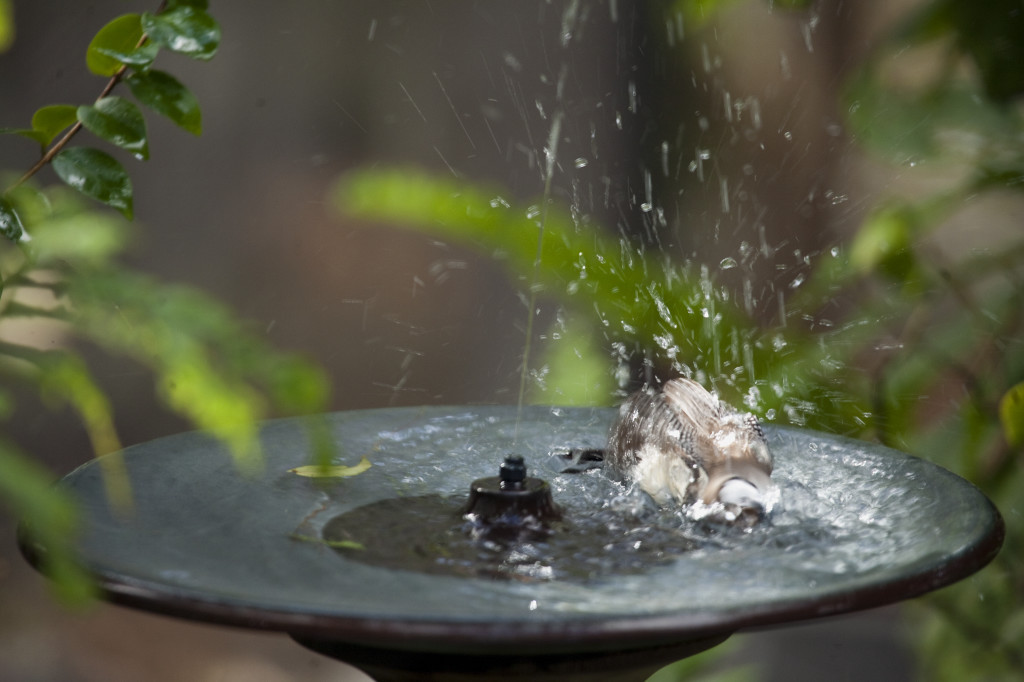 wetfeathers:  i ii iii by Chad Cullen 