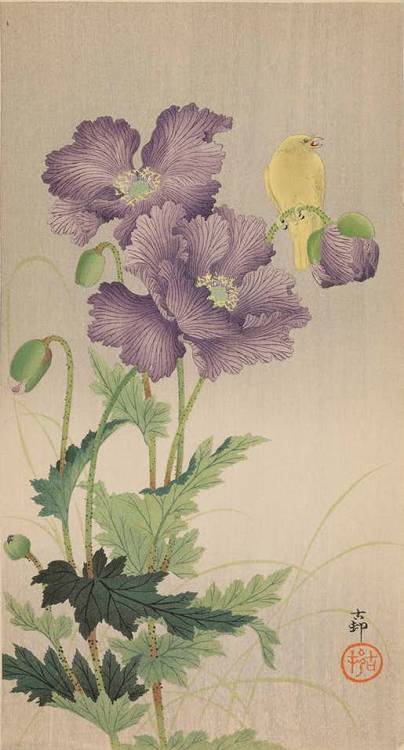 For @yama-bato    Happy belated bday!!OHARA Koson（小原 古邨 Japanese,1877-1945）芥子に金糸雀　Canary on poppy  w