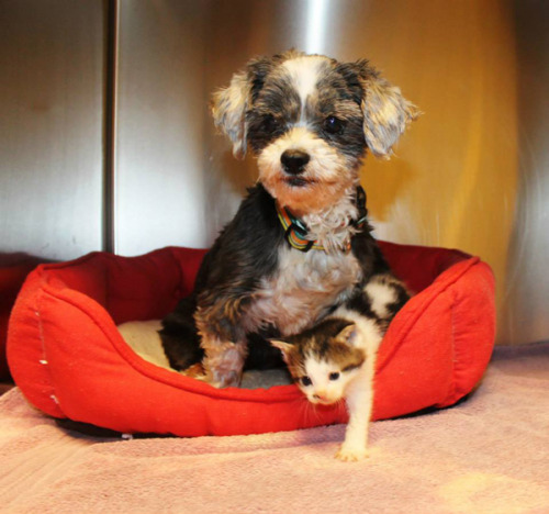 thefrogman:  Dog Finds A Tiny Kitten, Risks Everything To Save Her Animal control officers in Anderson, S.C., thought that a barking shih tzu was stuck in a ravine. Turns out, she was there nursing and protecting a tiny abandoned kitten she had found.