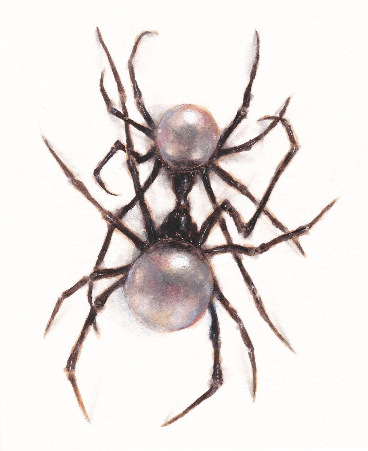 sloppjockey:venatrix. gouache watercolor 