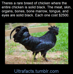 ultrafacts:     This is the Ayam Cemani Chicken