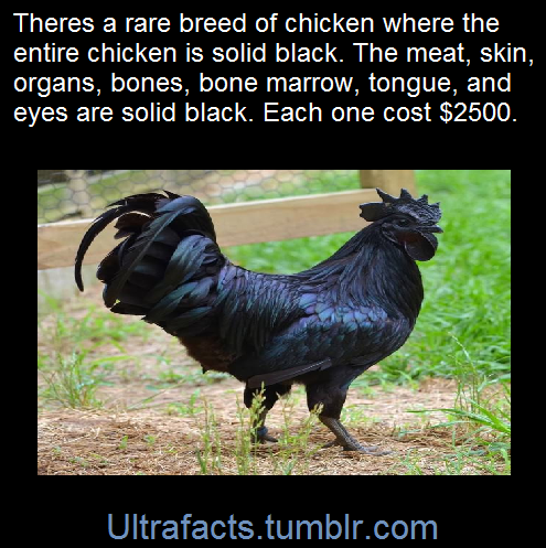ultrafacts:     This is the Ayam Cemani Chicken adult photos