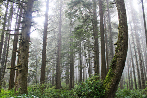 bright-witch: Old Sitka and Hemlock Forest Print Shop