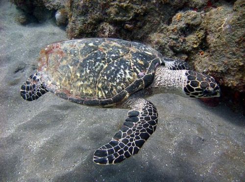 Hawksbill Sea Turtle