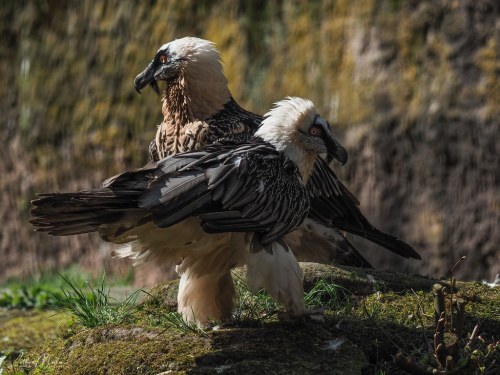 Bearded Vulture (Gypaetus barbatus) © Lothar Malm