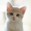lovecatskitty-blog