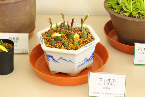 An exhibition of Japanese plants 