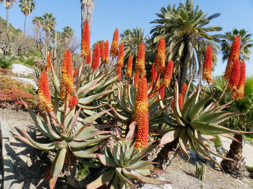 Botanical Garden Barcelona by Marlis1 on Flickr.