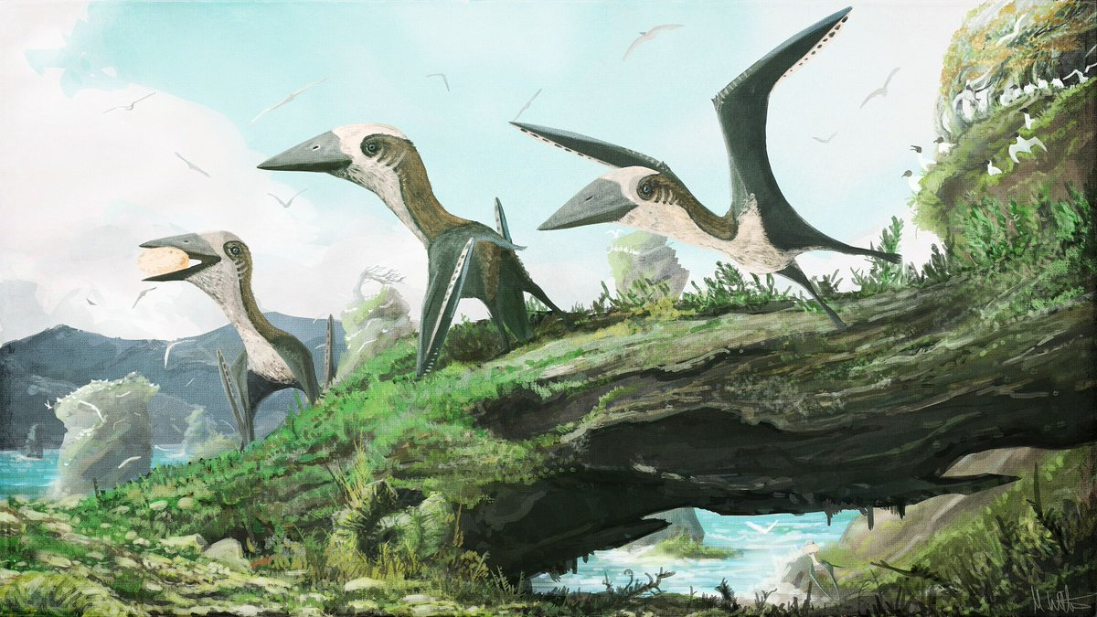 Sorry for spamming weird pterosaurs, but heres Anurognathus, a