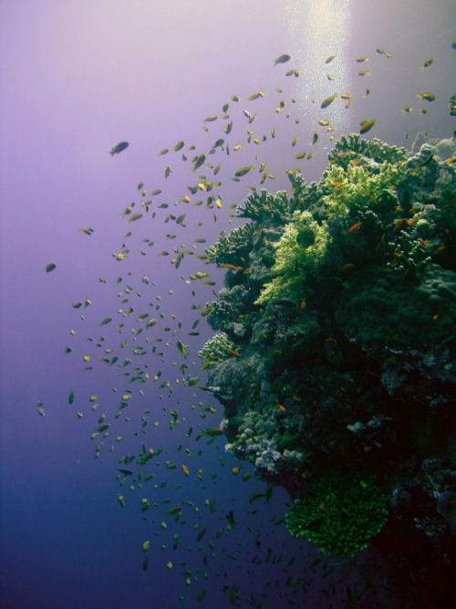 A photograph of a coral reef taken by Giulia