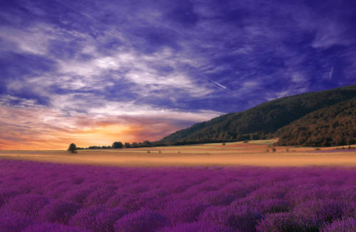 Lavender Field and Sunset.. by Juliana Nan camera: Nikon D810