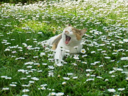 imgoingdowninflames:  My lovely cat enjoying her life