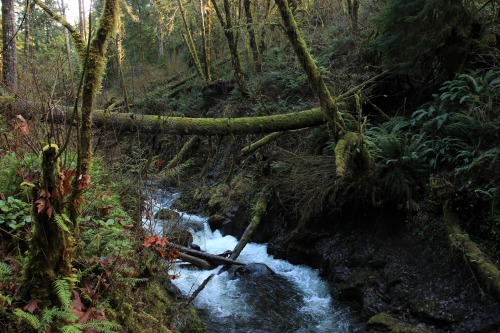 burningmine: Porter Falls Trail, December 2019