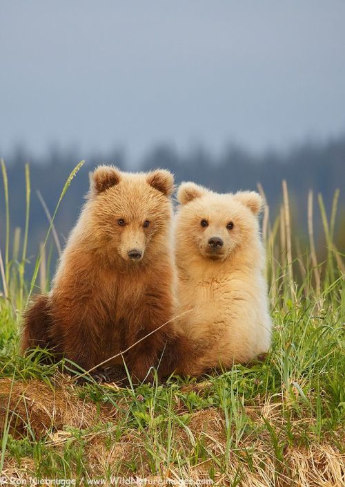 fridaybear:  Friday is here! Find a buddy and enjoy the weekend! (Photo © Ron Niebrugge - Check out more of his work here!) 