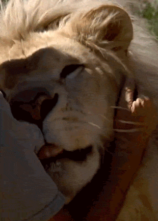 catsdogsgifs:  http://catsdogsgifs.tumblr.com/