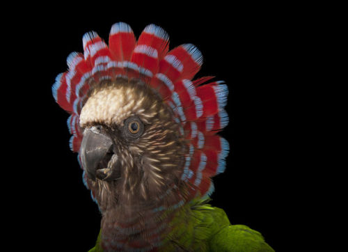 Red-fan parrot (Deroptyus accipitrinus accipitrinus)