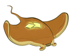 aendrl:   Ah, yes, the sea pancake in its natural habitat; Tumblr.  