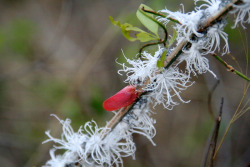 wtfevolution:  &ldquo;Hey, evolution, you seem like you’re feeling better. That’s a pretty red bug you’re making there.” &quot;Oh, thanks. It’s a flatid leaf bug.&rdquo; &ldquo;I like the shape. And that’s a lovely shade of red.&rdquo; &ldquo;I