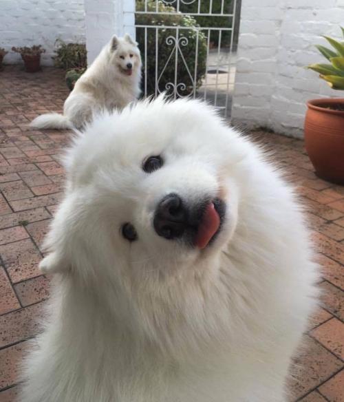 cutepetsuwu:Blop