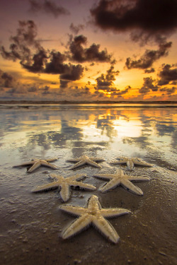 earthyday:  Asteroidea Sunset   by Andrew Micheal  