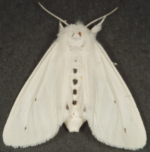 nycbugman:Spilosoma virginica -Virginia Tiger Moth