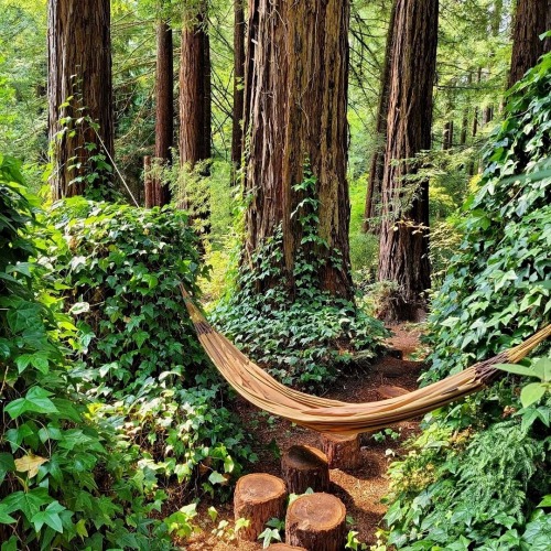 utwo:  Cabin  Redwoods Occidental, California© suzacruuz