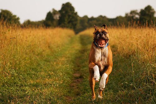 thecutestofthecute:  crowley-for-king:  flatsound:  i wanna feel how dogs feel when you let them go in a big field                               