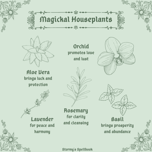 Magickal houseplants to keep around your home with intention!My Grimoire Pages | My Instagram