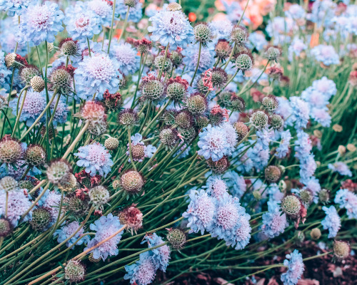 leahberman: sundays are for flowers