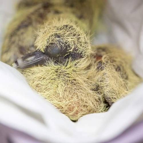 animalworld: wildlifeaid: These two tiny pigeon squabs were removed from their nest by a cat before 
