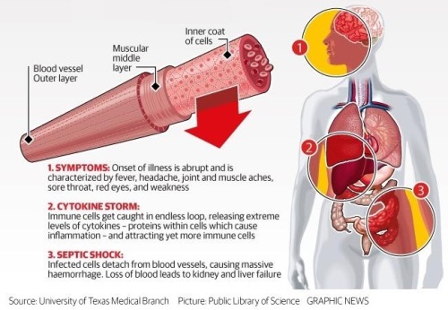 WHAT MAKES EBOLA SO DEADLY