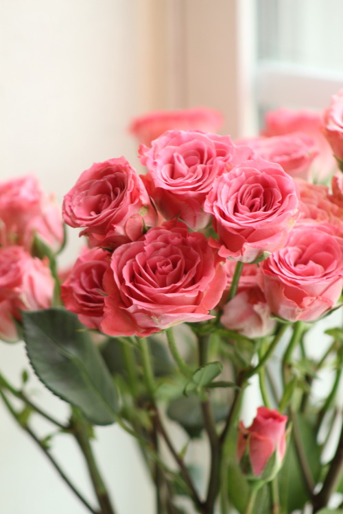 Photo Shoot: A Pink Bouquet of Roses!