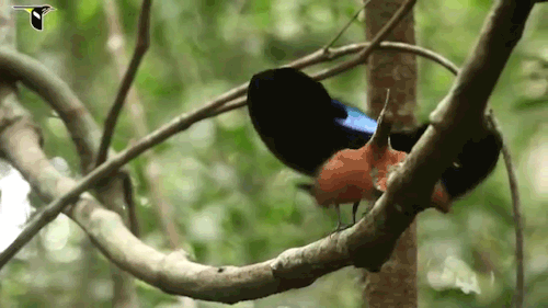 strangebiology:Fabulous, dancing Birds of Paradise trying to attract mates.
